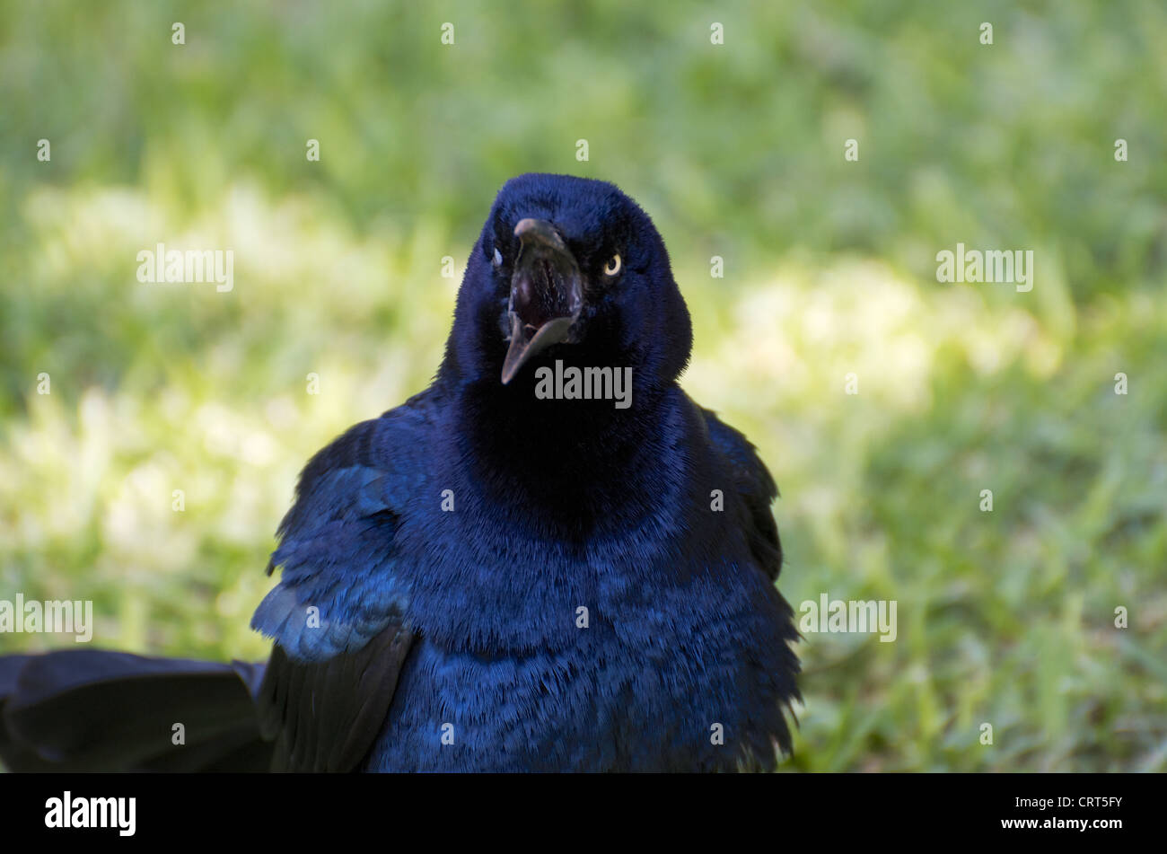 Eine große-tailed Grackle Quäken laut mit seinem weiten, offenen Schnabel und Federn blies. Stockfoto