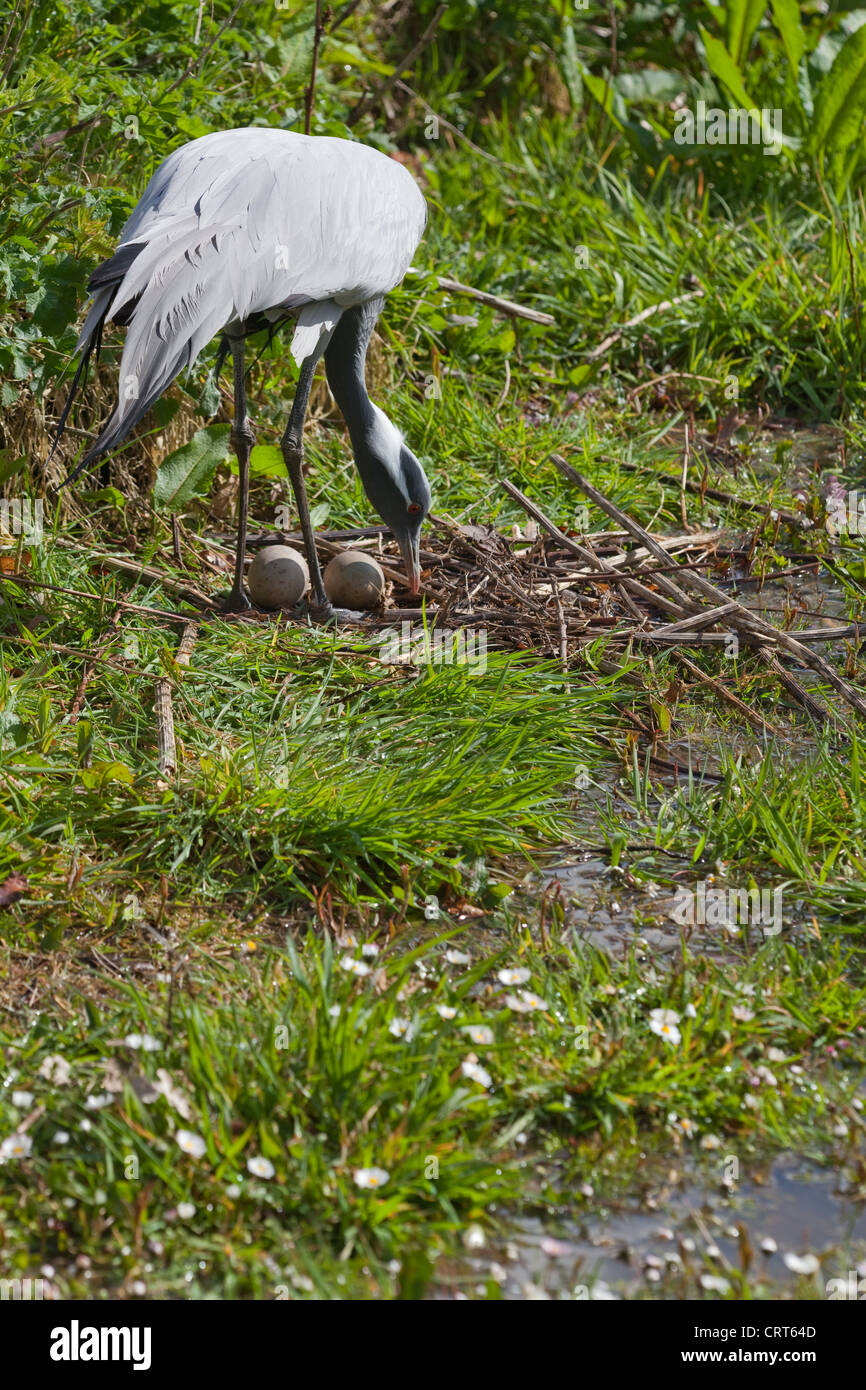 Demoiselle Kran (Anthropoides Virgo). Frau stehend über das Nest zu die Eiern zu machen. Eine erhebliche Nest für Spezies. Stockfoto