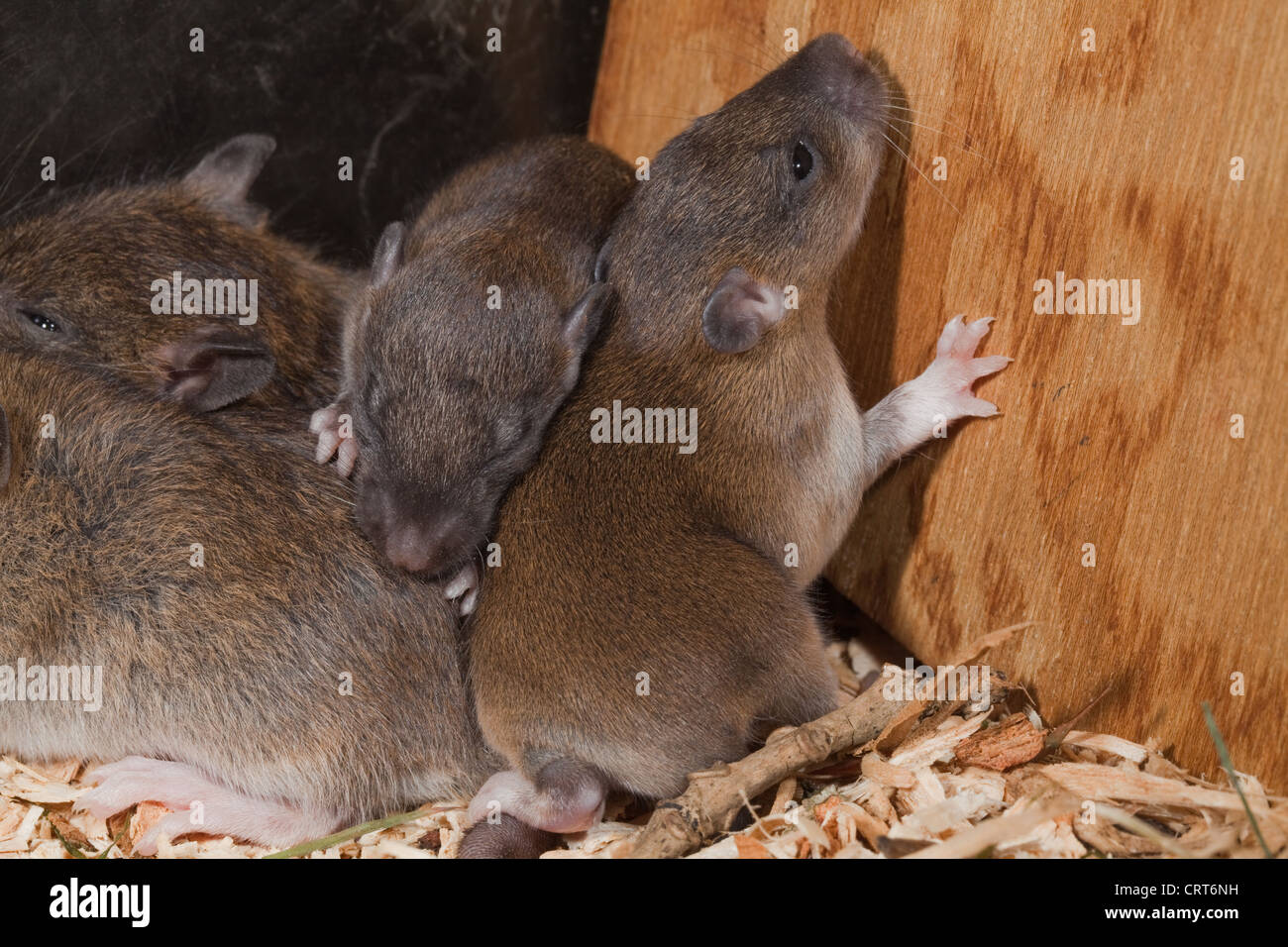 Braune Ratte (Rattus Norvegicus). Young, Welpen"", mit Augen öffnen in 13 Tage alt. Stockfoto