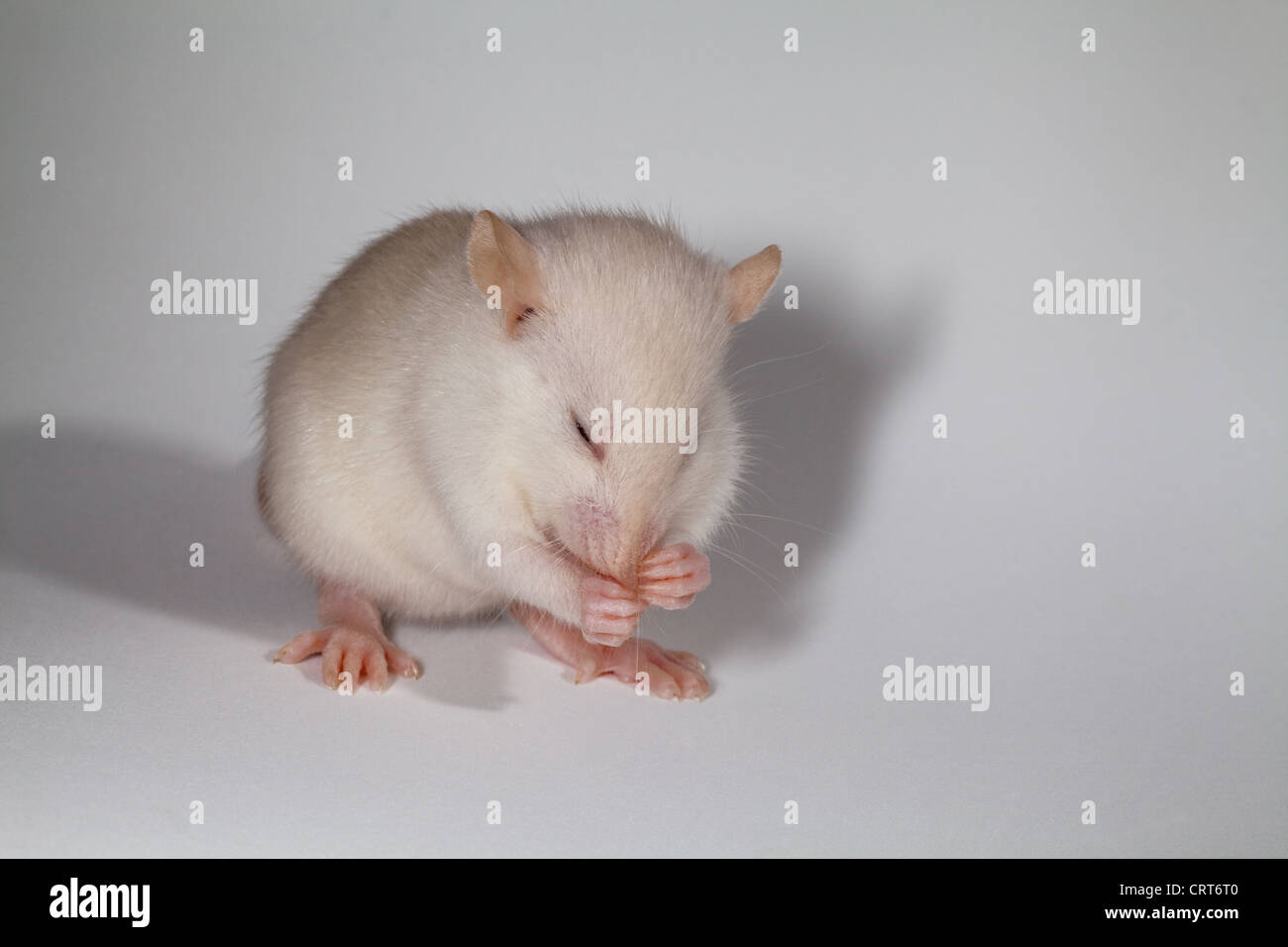 Junge Weiße Ratte (Rattus Norvegicus). Albino. Pigmentierung der Haut, Fell und Augen fehlen. Waschen. Pflege. Stockfoto