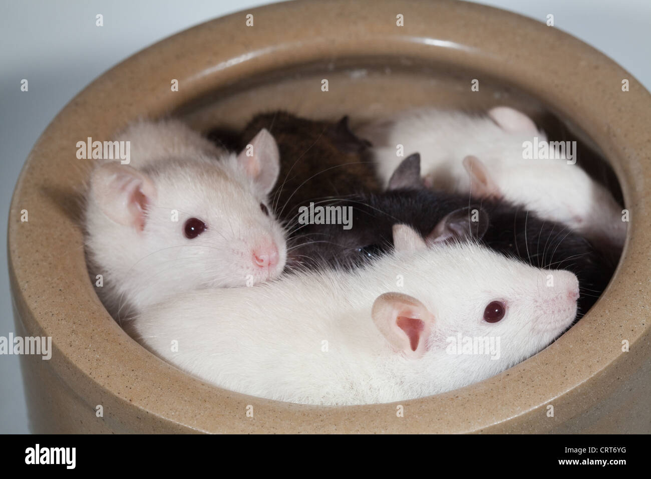 Zahme junge Ratten (Rattus Norvegicus). Albino oder weißen Geschwister - mit rosa Augen, sowie eine schwarze oder melanistische Geschwister. Stockfoto