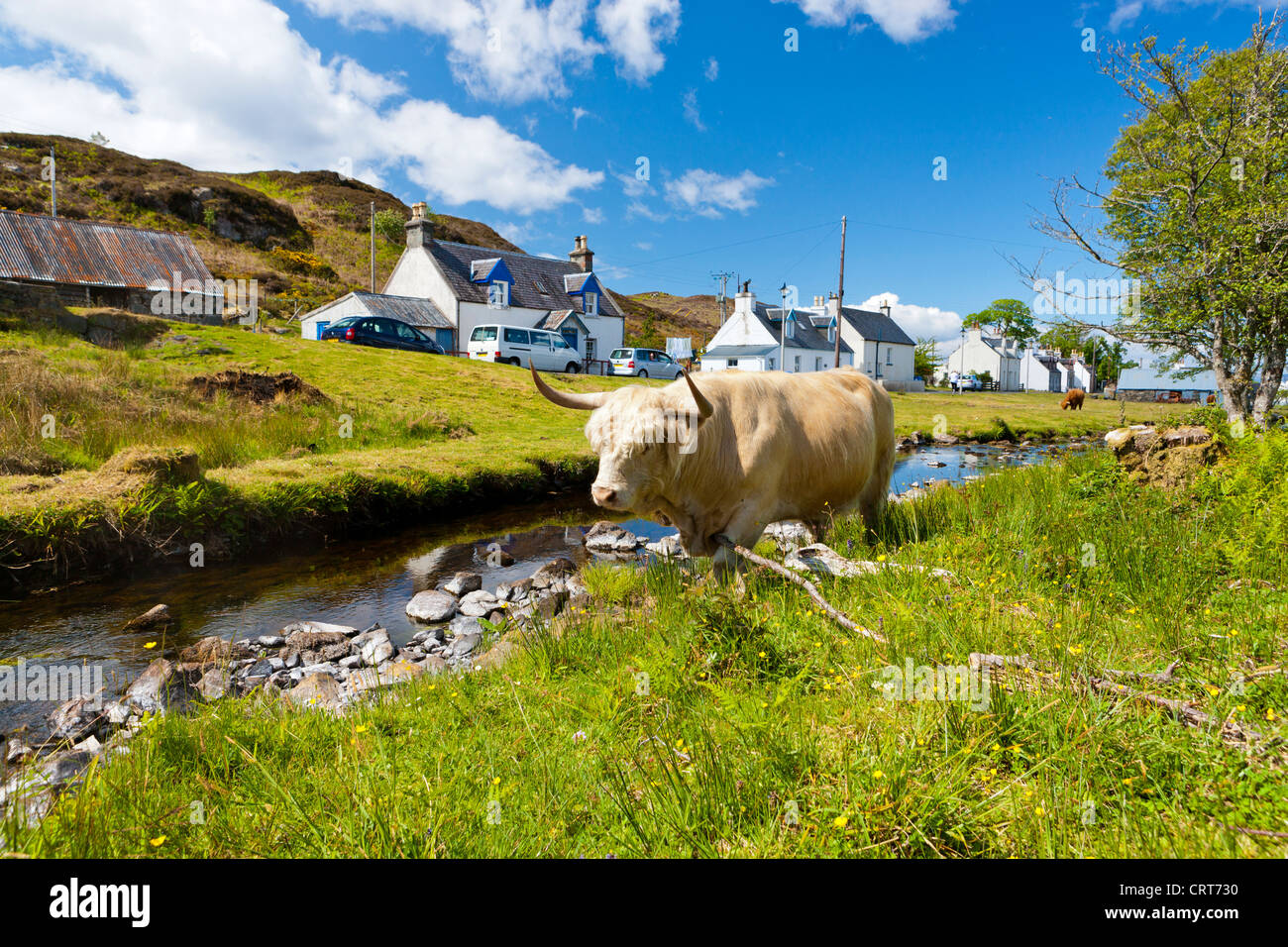 Scottish Highland Kuh, Duirinish, Hochlandregion, Schottland, Vereinigtes Königreich, Europa Stockfoto