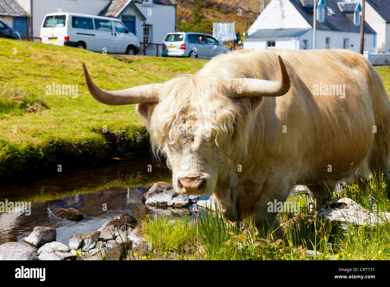 Scottish Highland Kuh, Duirinish, Hochlandregion, Schottland, Vereinigtes Königreich, Europa Stockfoto