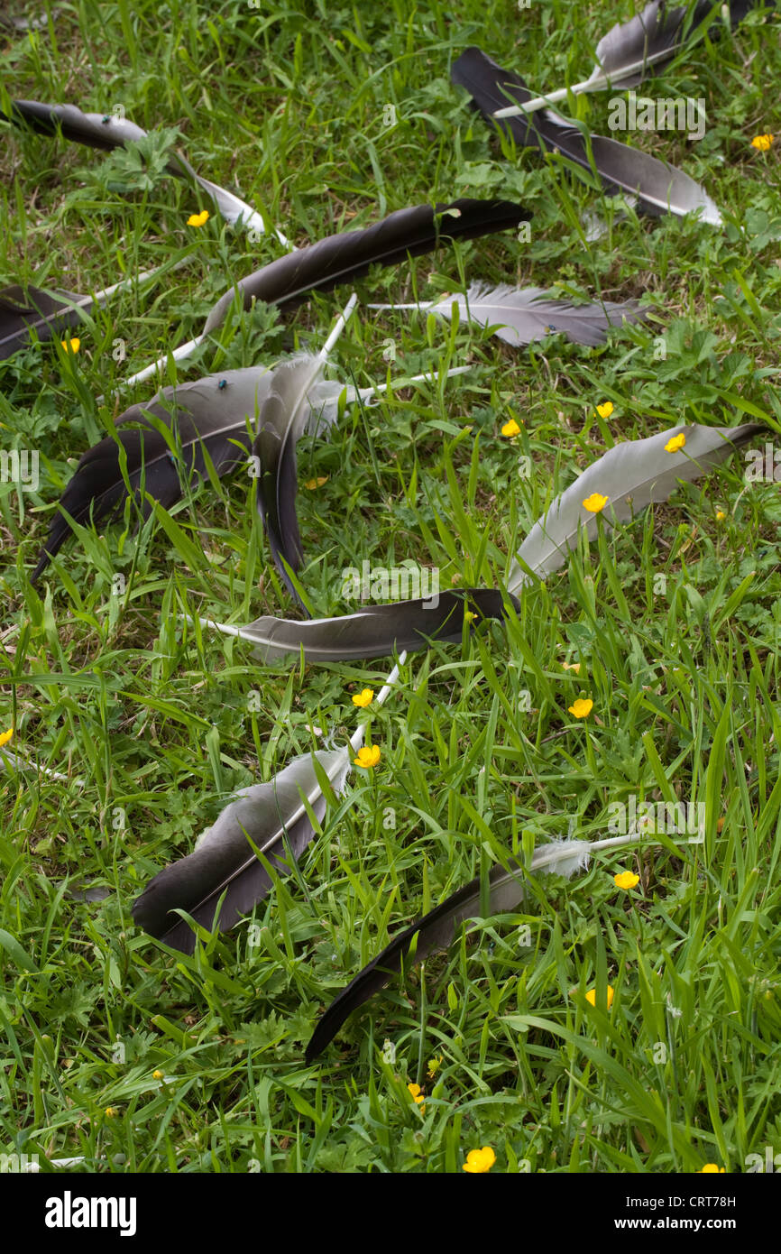 Gemeinsame oder eurasischer Kranich (Grus Grus). Primäre, sekundäre und tertiäre Flug-Federn, alle gehäutet und putzen. Flugunfähig. Stockfoto