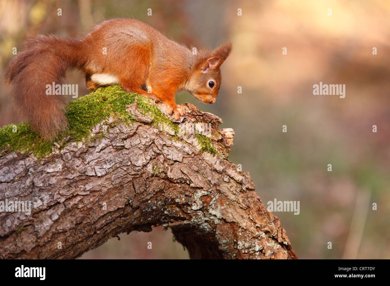 Eichhörnchen (Sciurus Vulgaris) auf einem Ast im Wald, Hochland, Schottland, UK Stockfoto