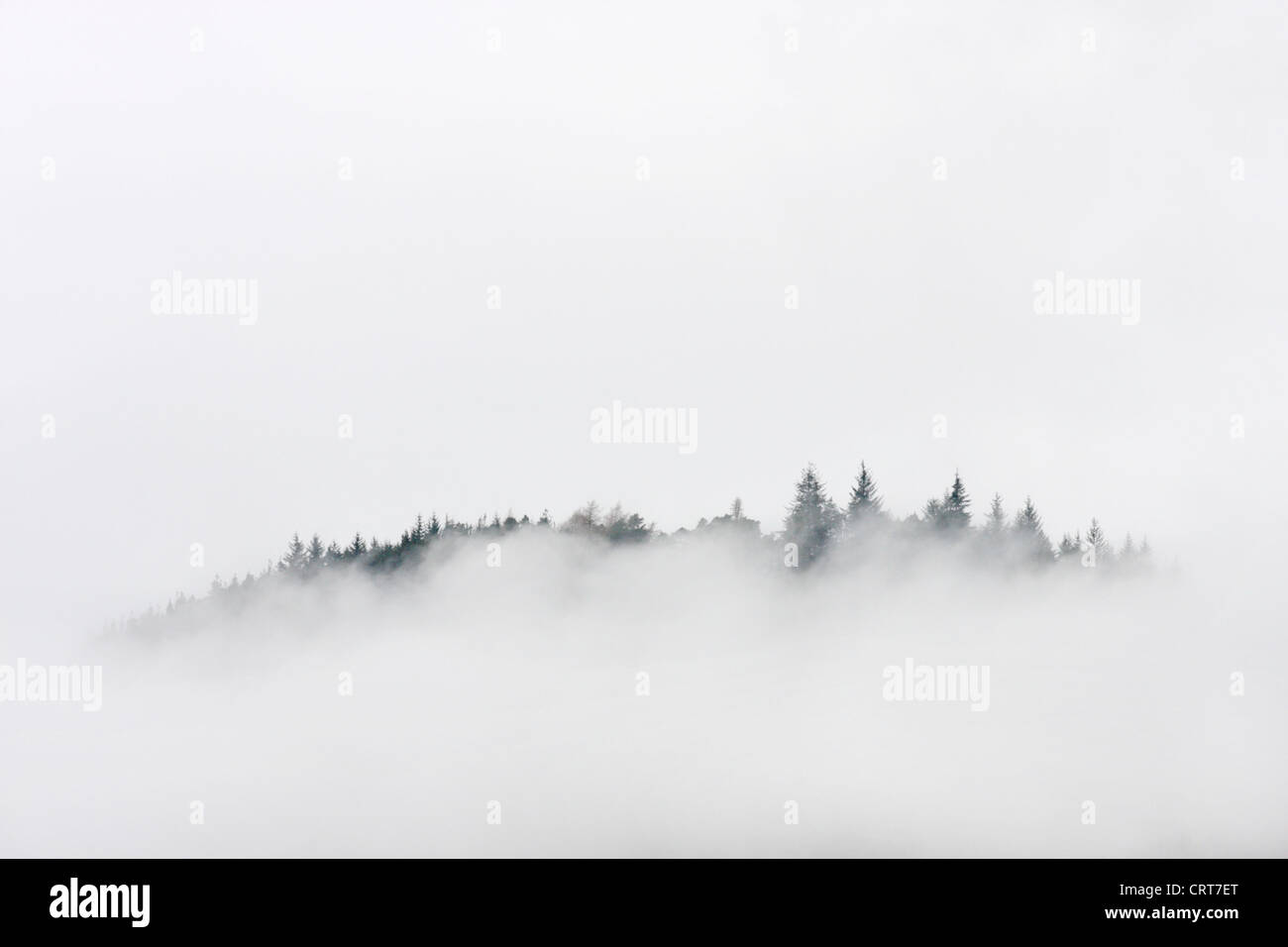 Kiefern zwischen den Wolken, Strathconon, Highlands, Schottland, Vereinigtes Königreich Stockfoto
