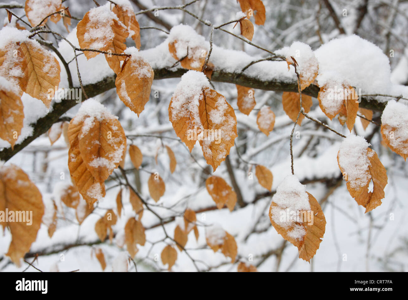 Schnee auf Äste und Blätter im Herbst im Wald im Winter, Highlands, Schottland, Großbritannien Stockfoto