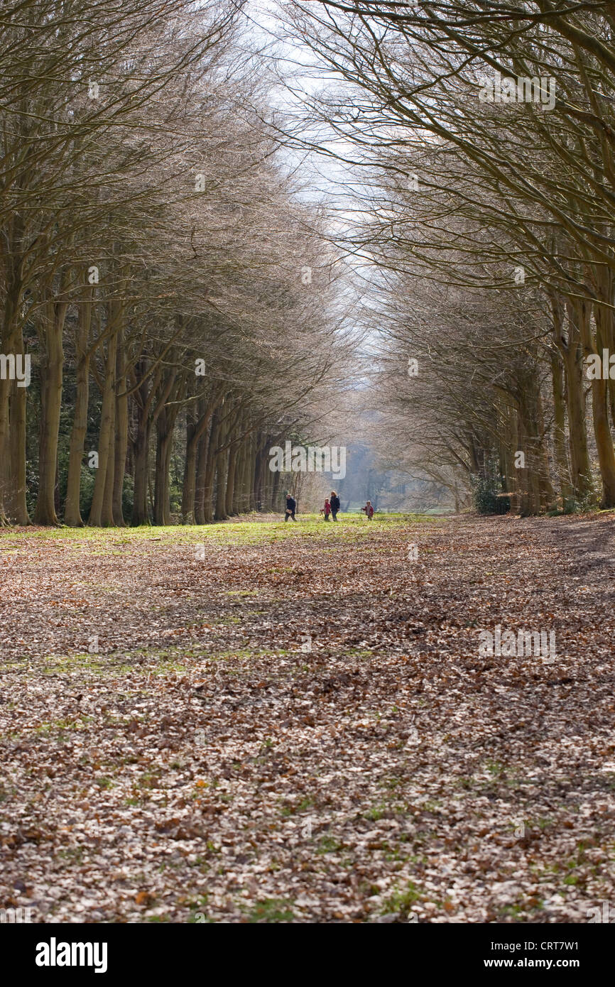 Freizeit zu Fuß. Familienausflug. Woodland. Norfolk. England. Stockfoto