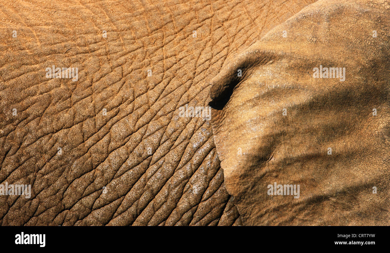 Afrikanischer Elefant Haut Textur Nahaufnahme mit einem Teil des Ohres zeigt (Addo Elephant National Park - Südafrika) Stockfoto