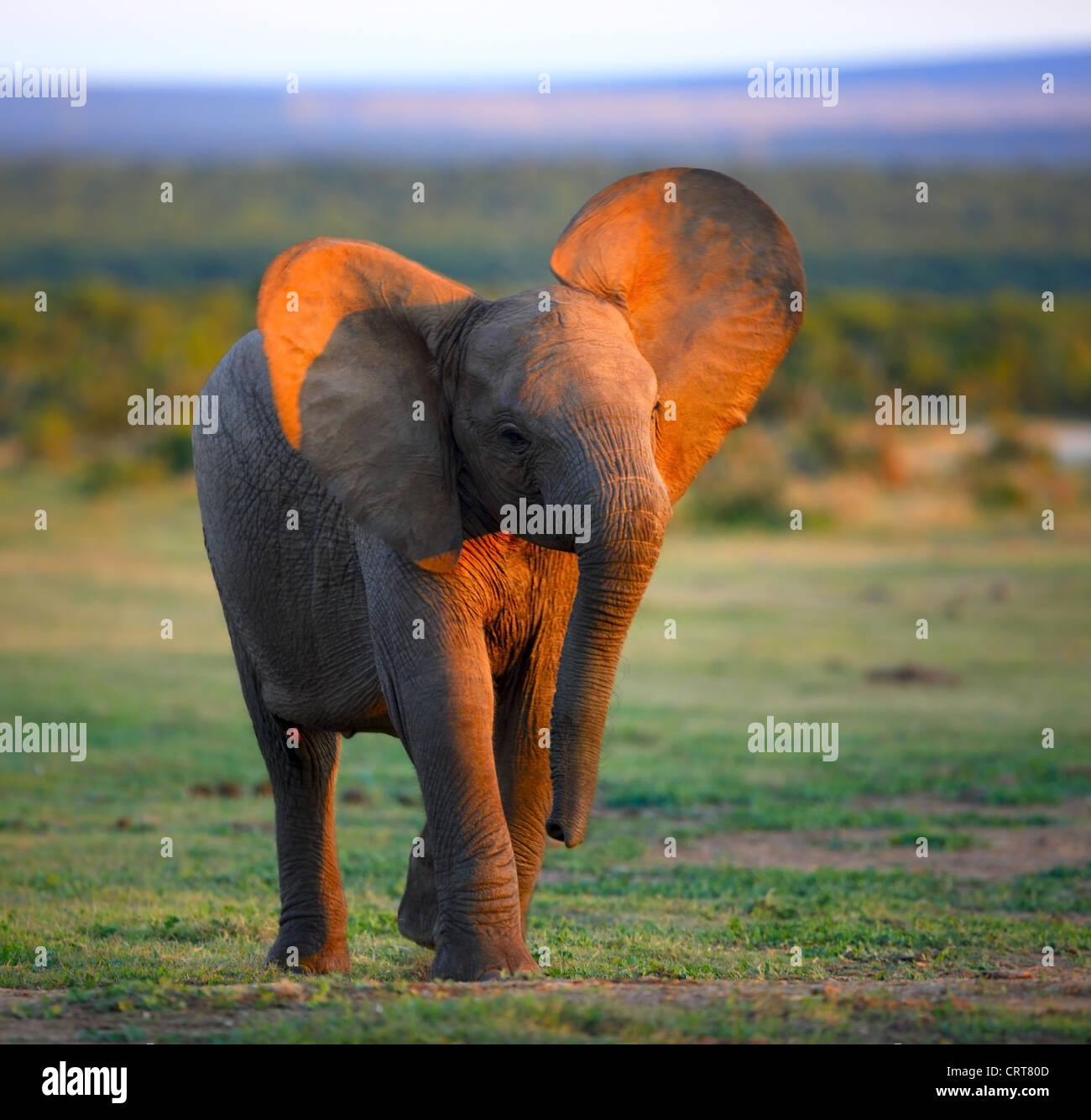 Baby-Elefant (Bewegungsunschärfe durch slow-Shutter - Gesicht im Fokus) Addo Elephant National Park - Südafrika Stockfoto