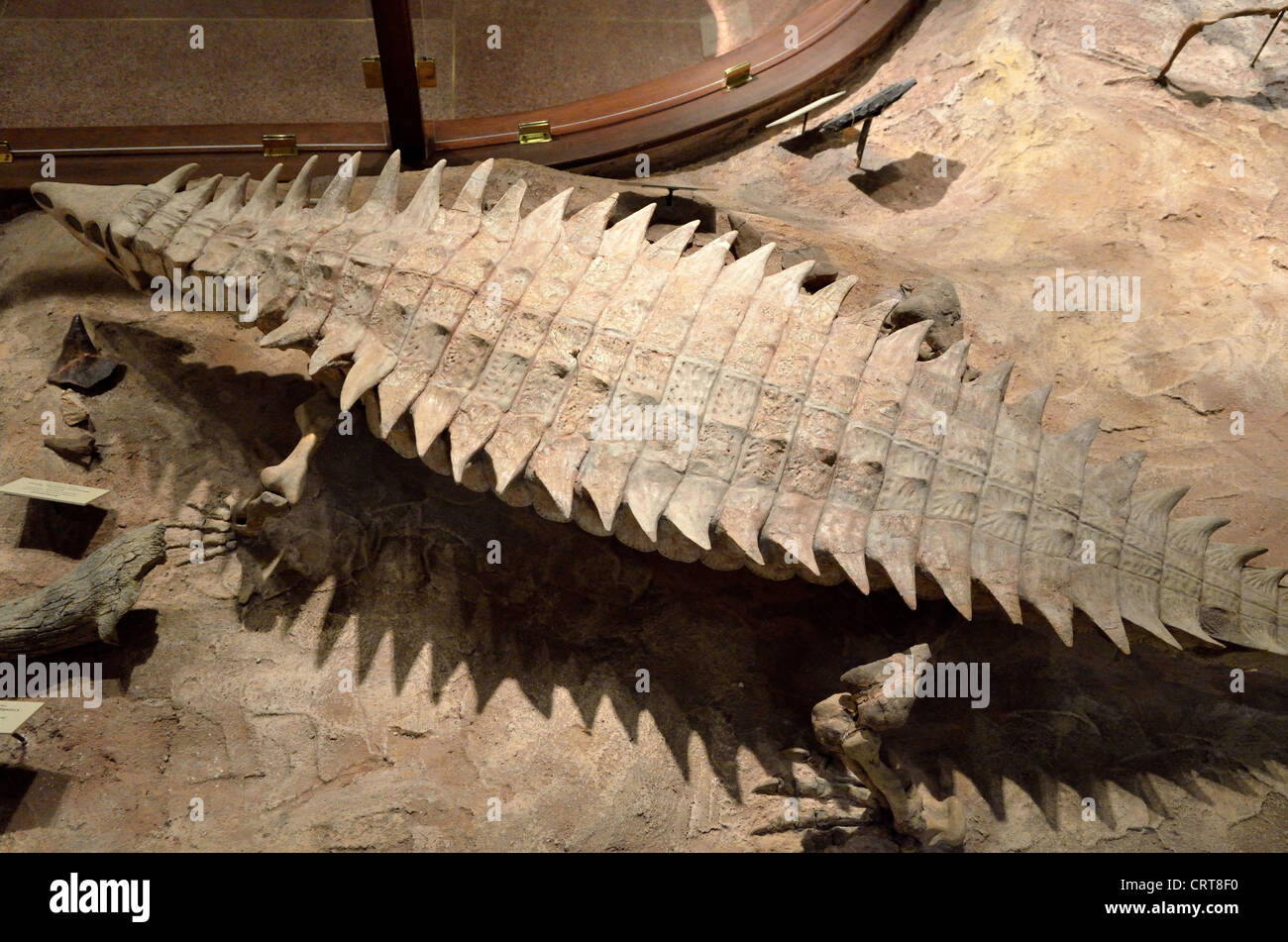 Fossile Reste einer Aetosaur Longosuchus Meadei, ein Reptil der Trias. Stockfoto