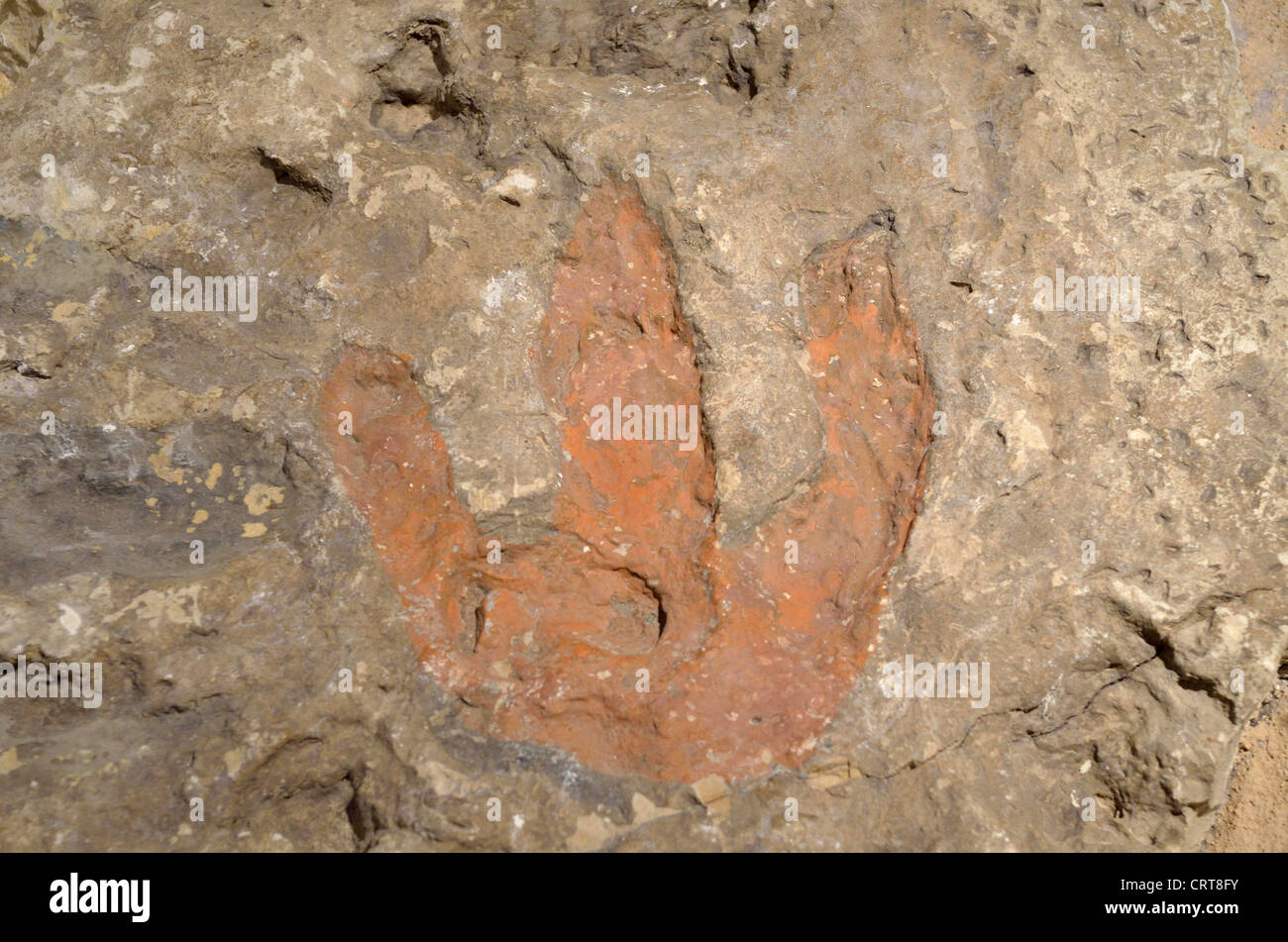 Versteinerter Fußabdruck eines Theropoden Dinosauriers. Kreidezeit Alter. Stockfoto