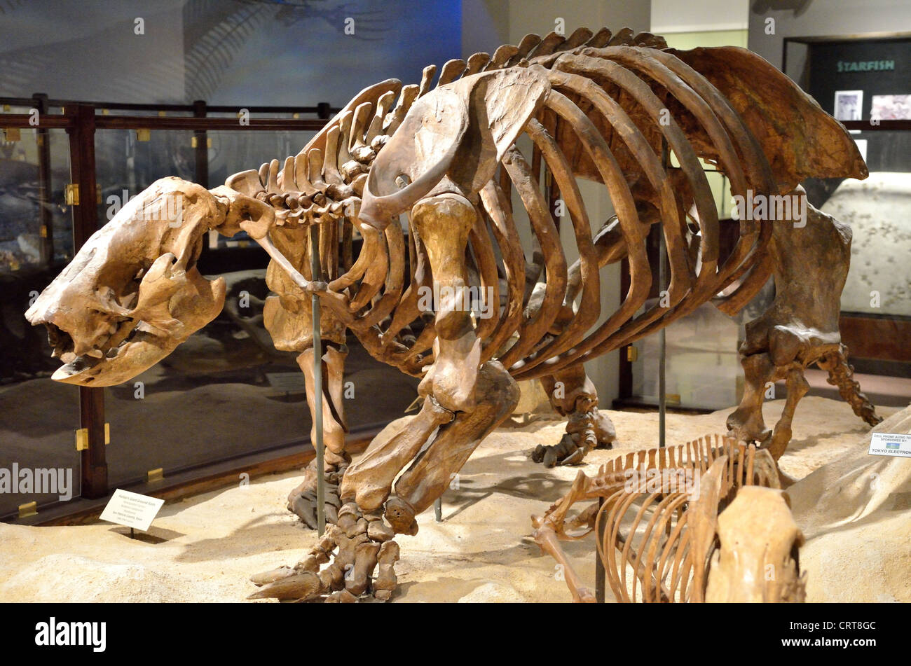 Fossilienskelett eines Riesenfaultiers (Paramylodon harlani). Das Pleistozän-Alter. Stockfoto