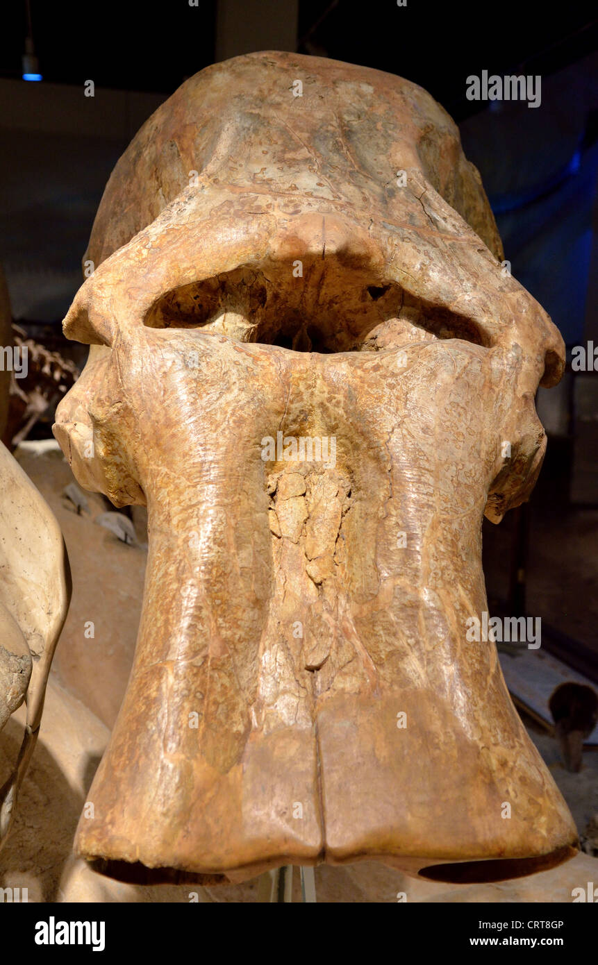 Fossiler Schädel eines riesigen Columbian Mammuts (Mammuthus Columbi). Pleistozän. Stockfoto