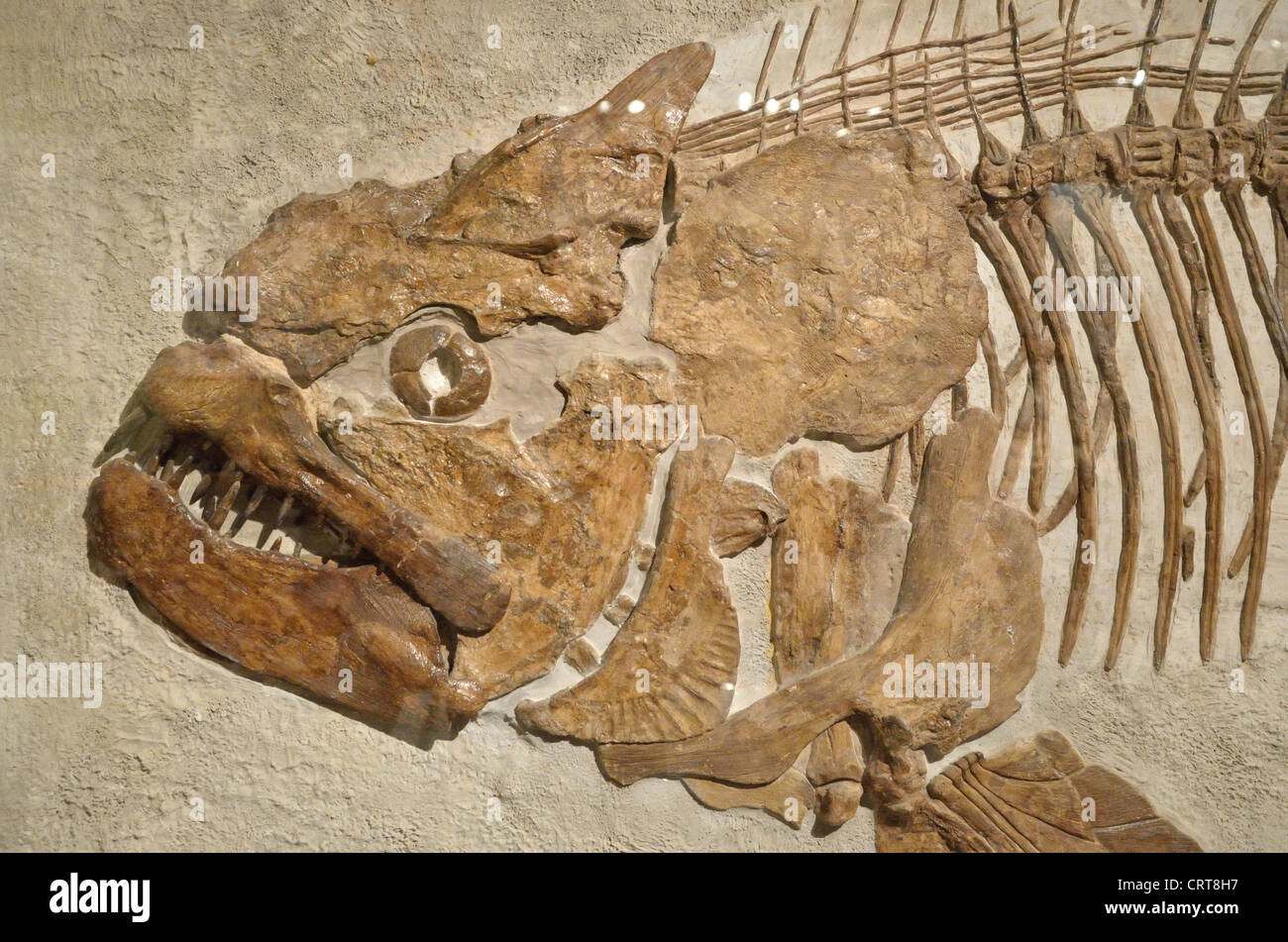 Fossilen Kopf ein mariner Fische (Xiphactinus Audax). Kreidezeit Alter. Stockfoto