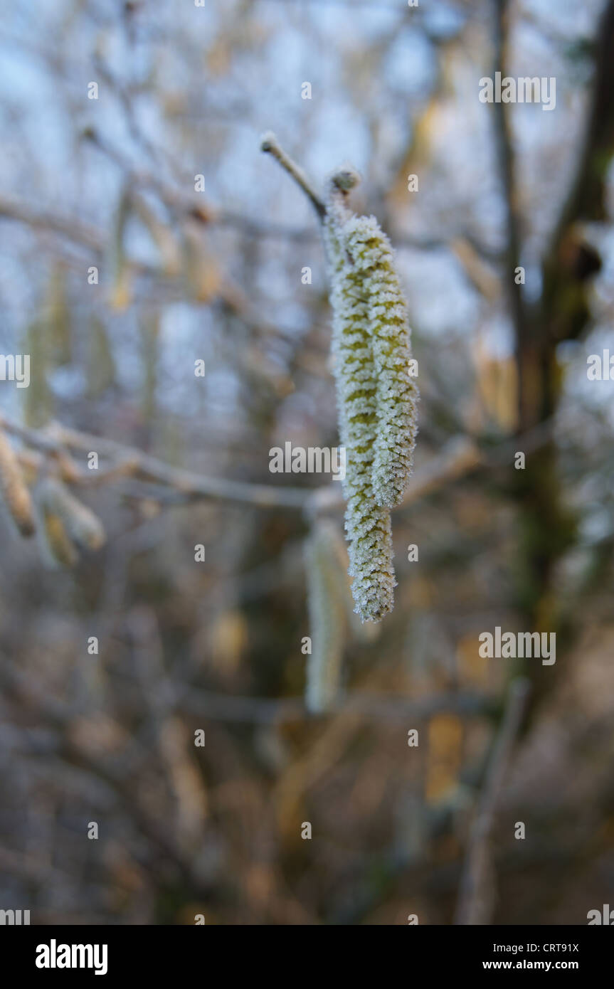 Frostige Kätzchen fotografiert ein Januar früh im Jahr 2012 Stockfoto