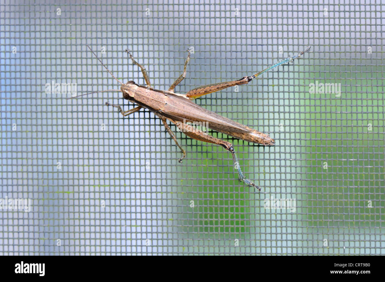 Orthoptera Kricket auf Fehler in Florida, USA Stockfoto