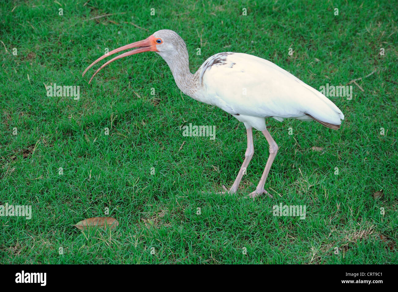 Amerikanische weiße Ibis (Threskiornithidae) Stockfoto