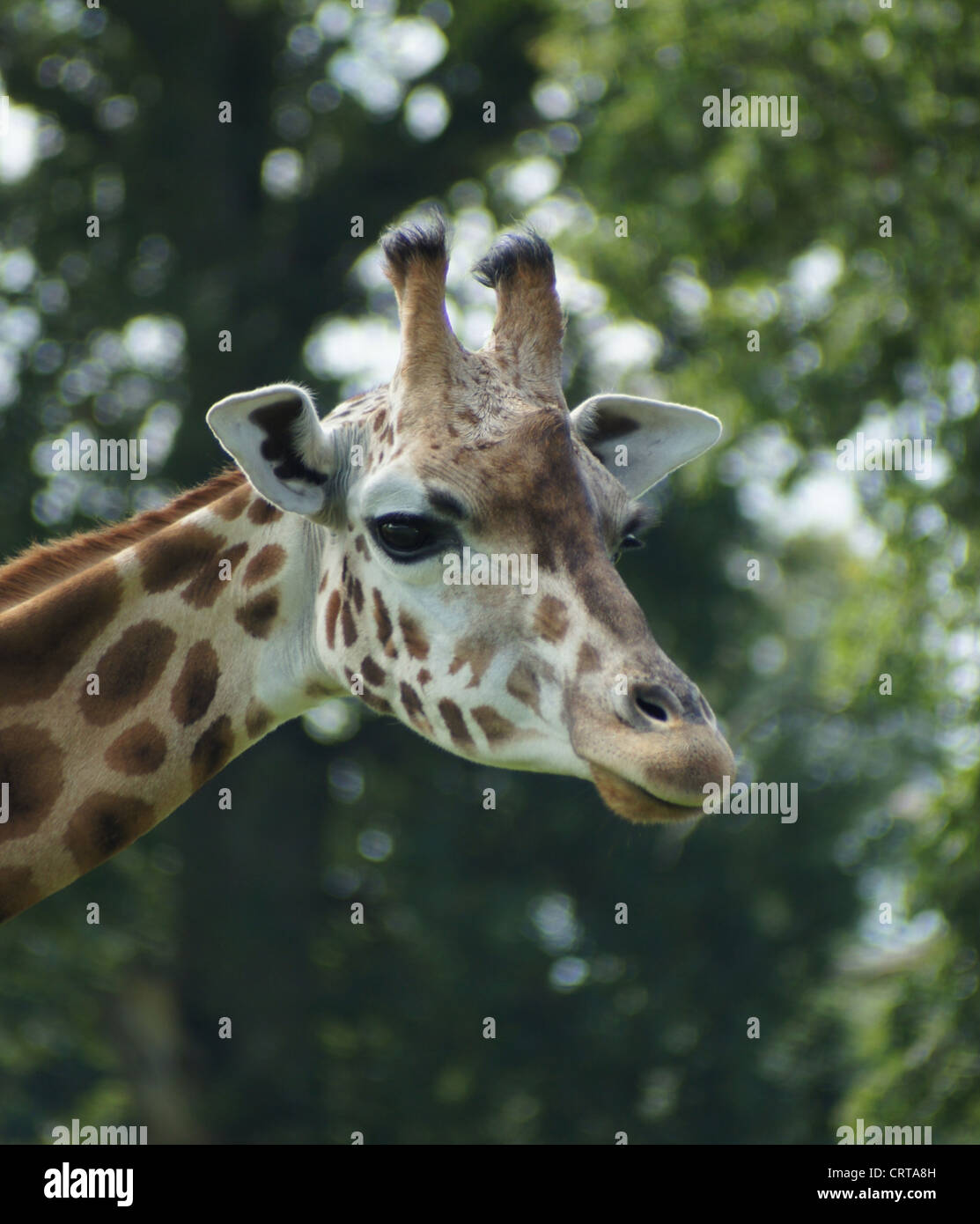Netzartige Giraffe fotografiert am Longleat Safari Park, Wiltshire, UK Stockfoto