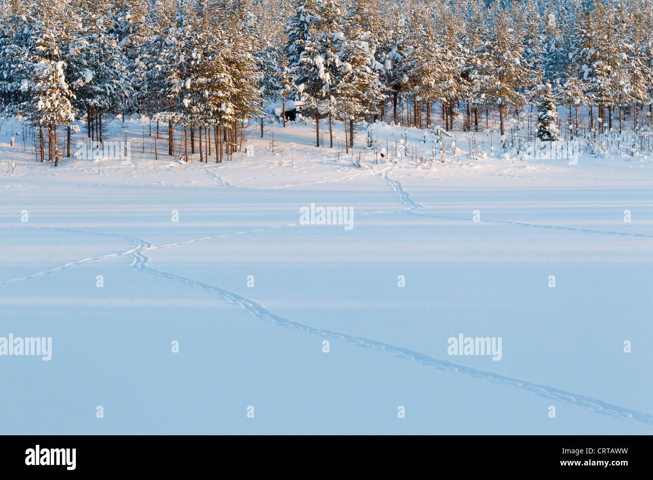 Eurasischen Elch-Alces Alces Spuren über Schnee bedeckt Feld im Oulanka National Park, Kuusamo, Finnland im Februar. Stockfoto