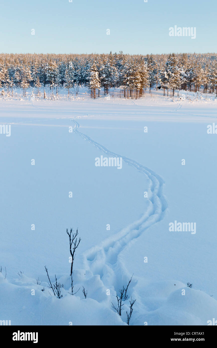 Eurasischen Elch-Alces Alces Spuren über Schnee bedeckt Feld im Oulanka National Park, Kuusamo, Finnland im Februar. Stockfoto