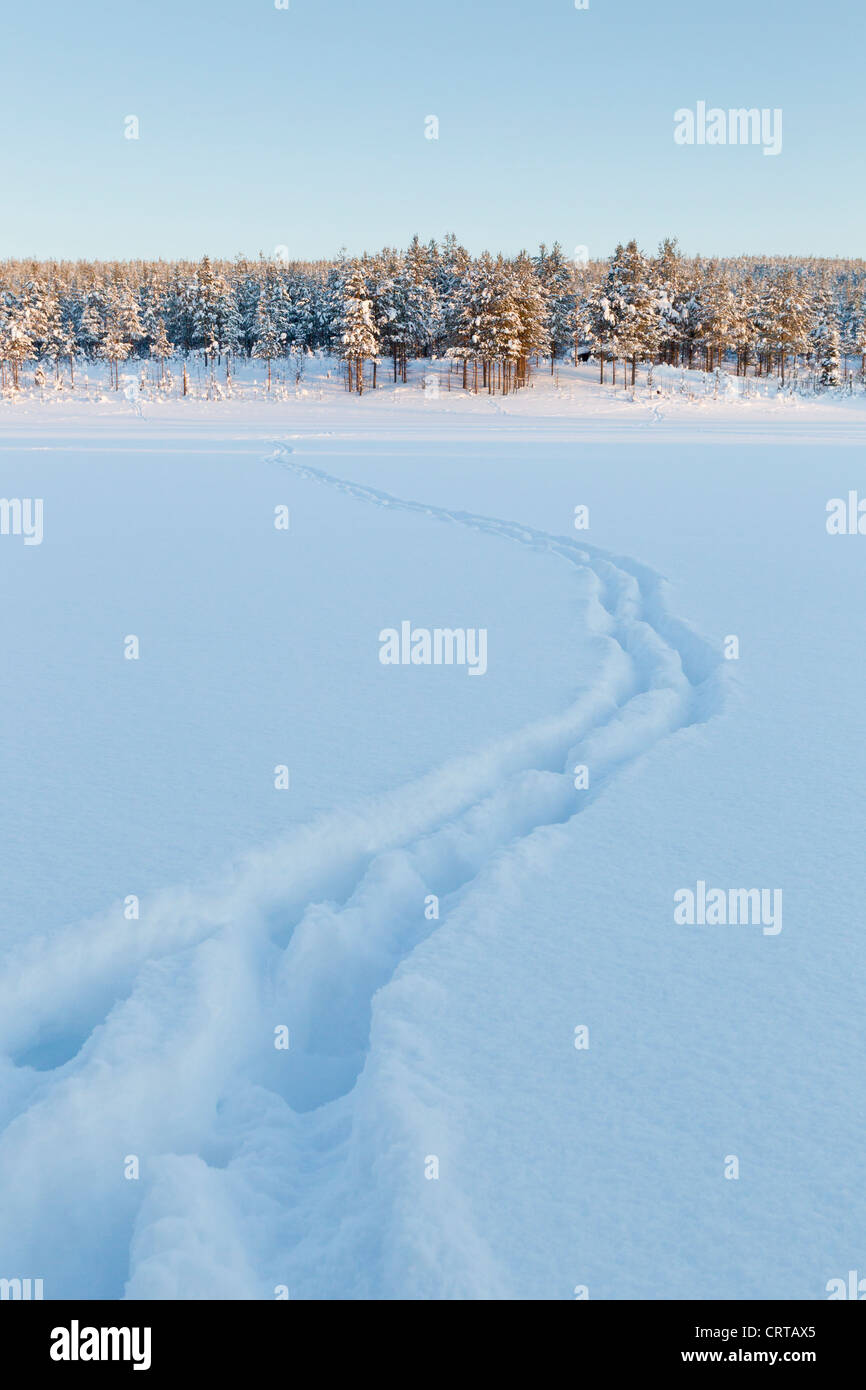 Eurasischen Elch-Alces Alces Spuren über Schnee bedeckt Feld im Oulanka National Park, Kuusamo, Finnland im Februar. Stockfoto