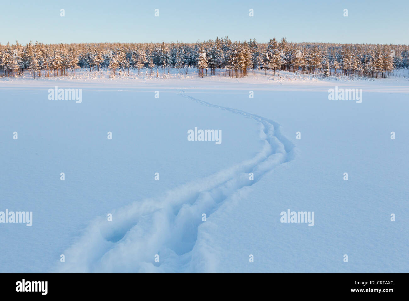 Eurasischen Elch-Alces Alces Spuren über Schnee bedeckt Feld im Oulanka National Park, Kuusamo, Finnland im Februar. Stockfoto