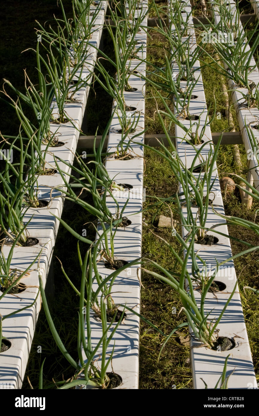 Hydroponische Gemüse wächst in West-Sydney, Australien Stockfoto