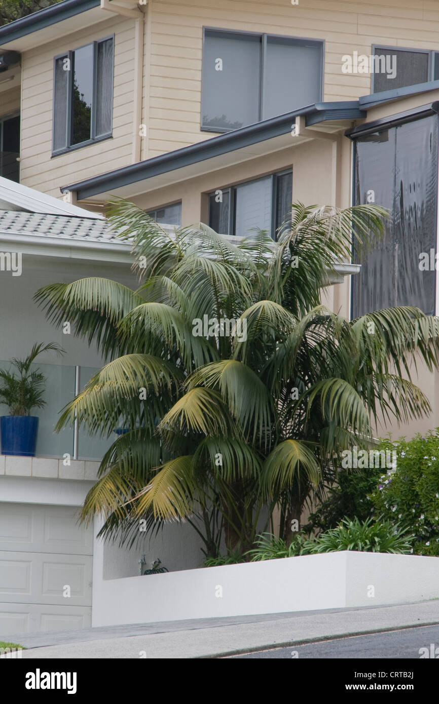Kentia palm home -Fotos und -Bildmaterial in hoher Auflsung  Alamy