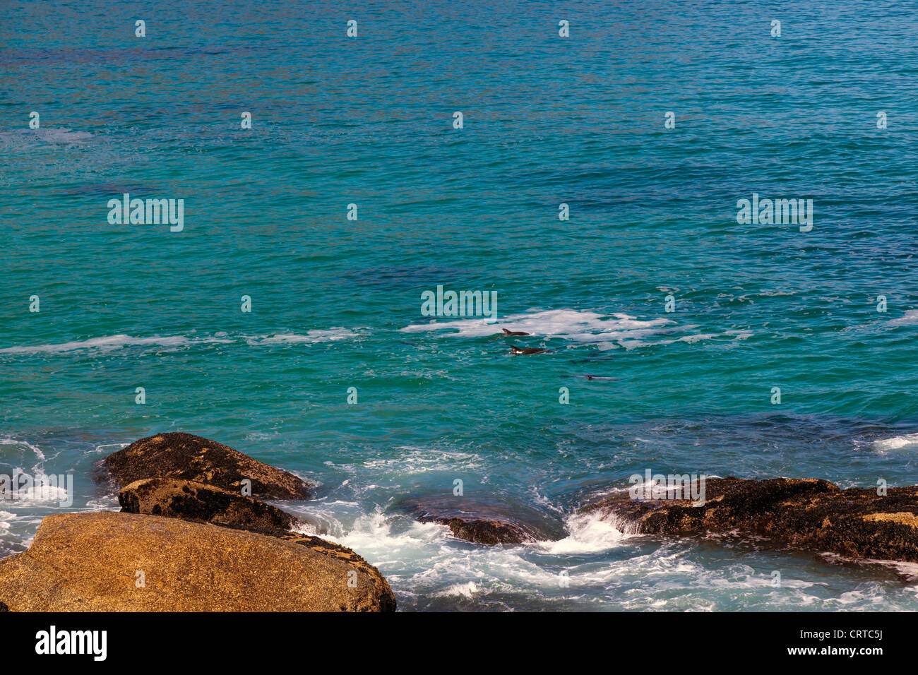 Bottlenose Delphine schwimmen in der Nähe der Küste bei Clifton, in der Nähe von Cape Town, Südafrika Stockfoto