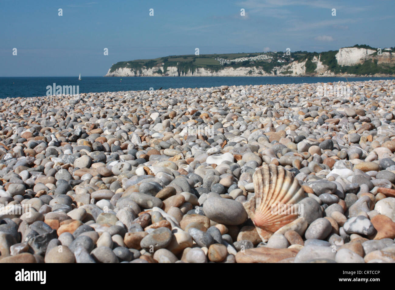 Muschel auf Schindel auf Seaton Strand, Devon UK Stockfoto