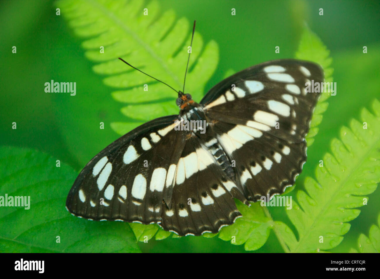 Punkt-Strich-Sergeant Schmetterling (Athyma Kanwa Kanwa) auf ein Farn Stockfoto