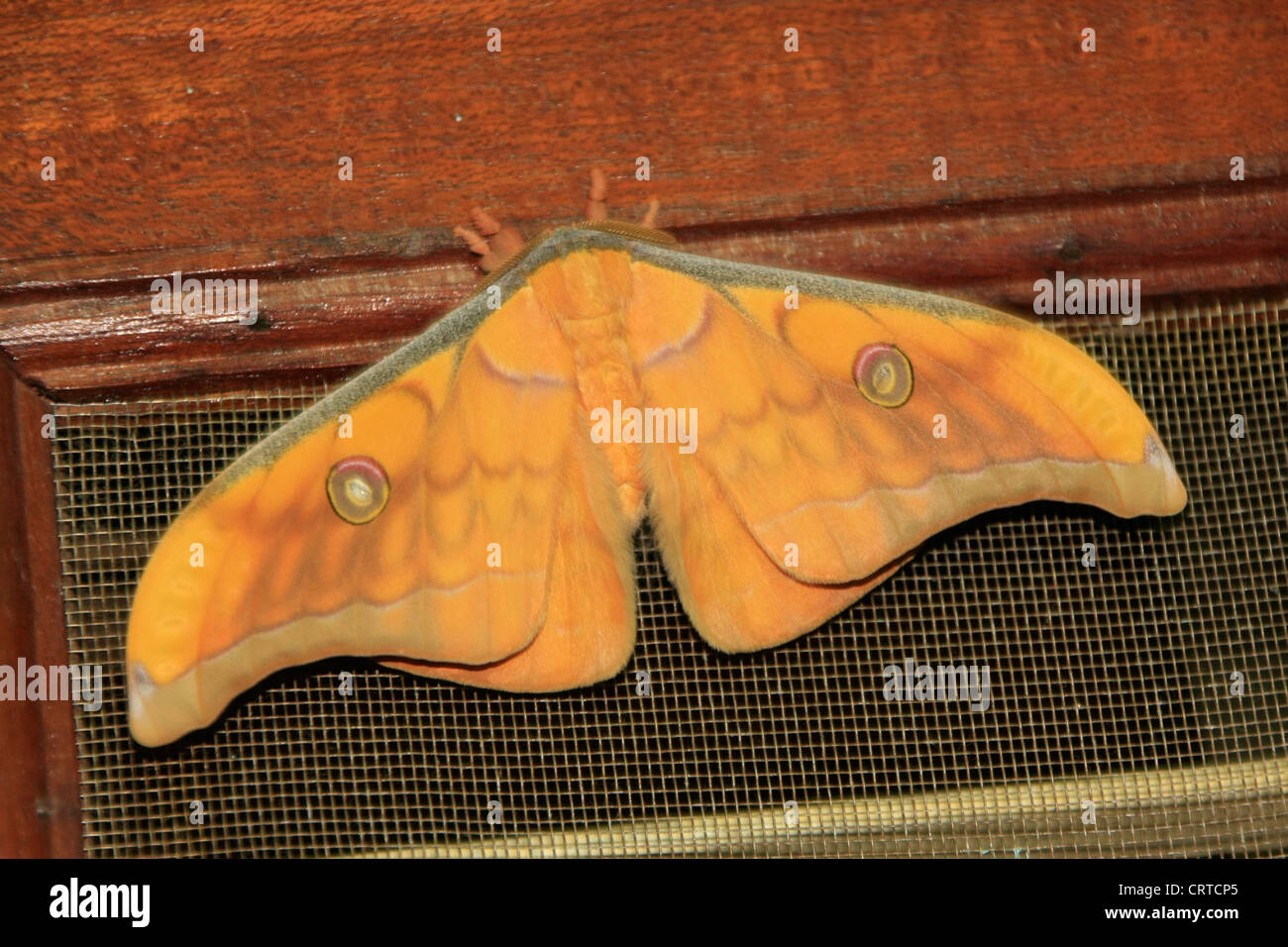 Seide Moth (Antheraea Frithi) in einem Fenster Stockfoto