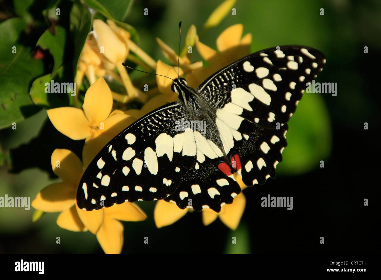 Kalk-Schmetterling (Papilio Demoleus) auf gelben Blüten Stockfoto