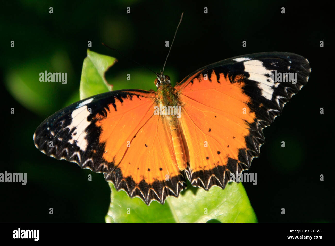 Leopard Florfliege Schmetterling (Cethosia Cyane) auf einem grünen Blatt Stockfoto