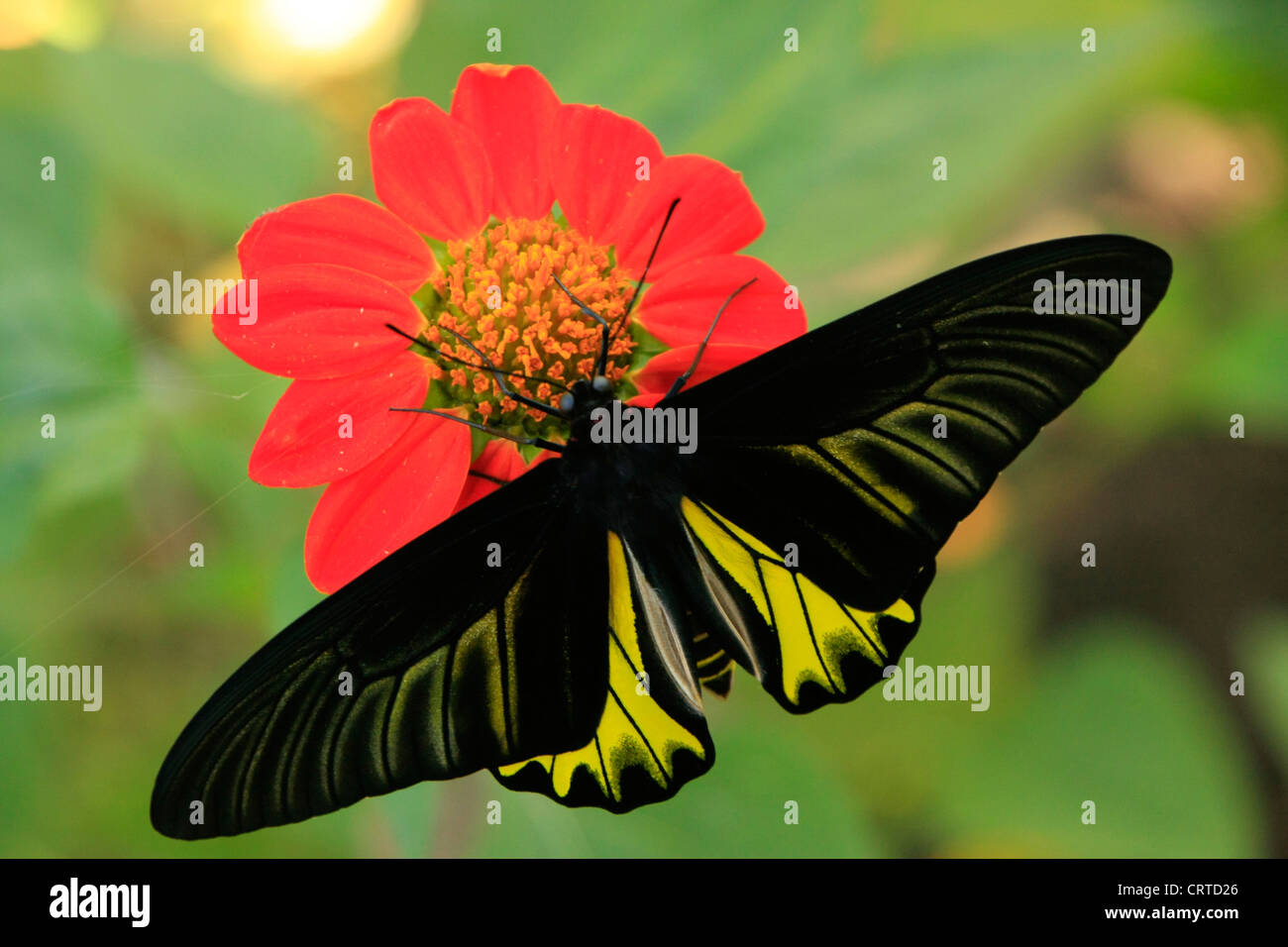 Goliath Birdwing Schmetterling (Omithoptera Goliath) auf eine rote Blume Stockfoto