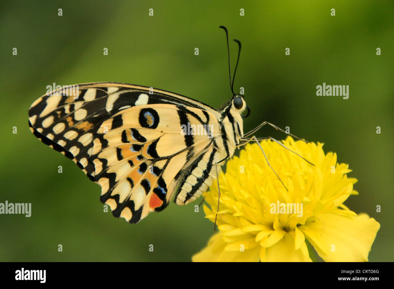 Kalk-Schmetterling (Papilio Demoleus) auf eine gelbe Blume Stockfoto