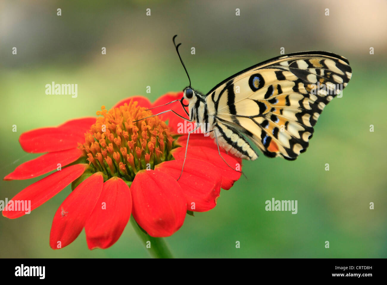 Kalk-Schmetterling (Papilio Demoleus) auf eine rote Blume Stockfoto