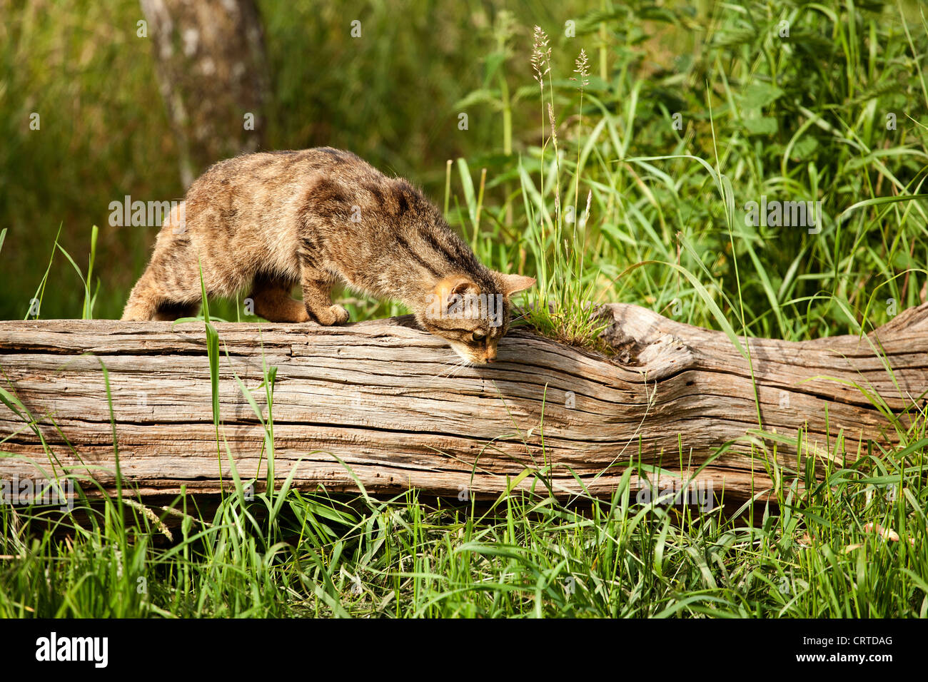 Schottische Wildkatze Stockfoto