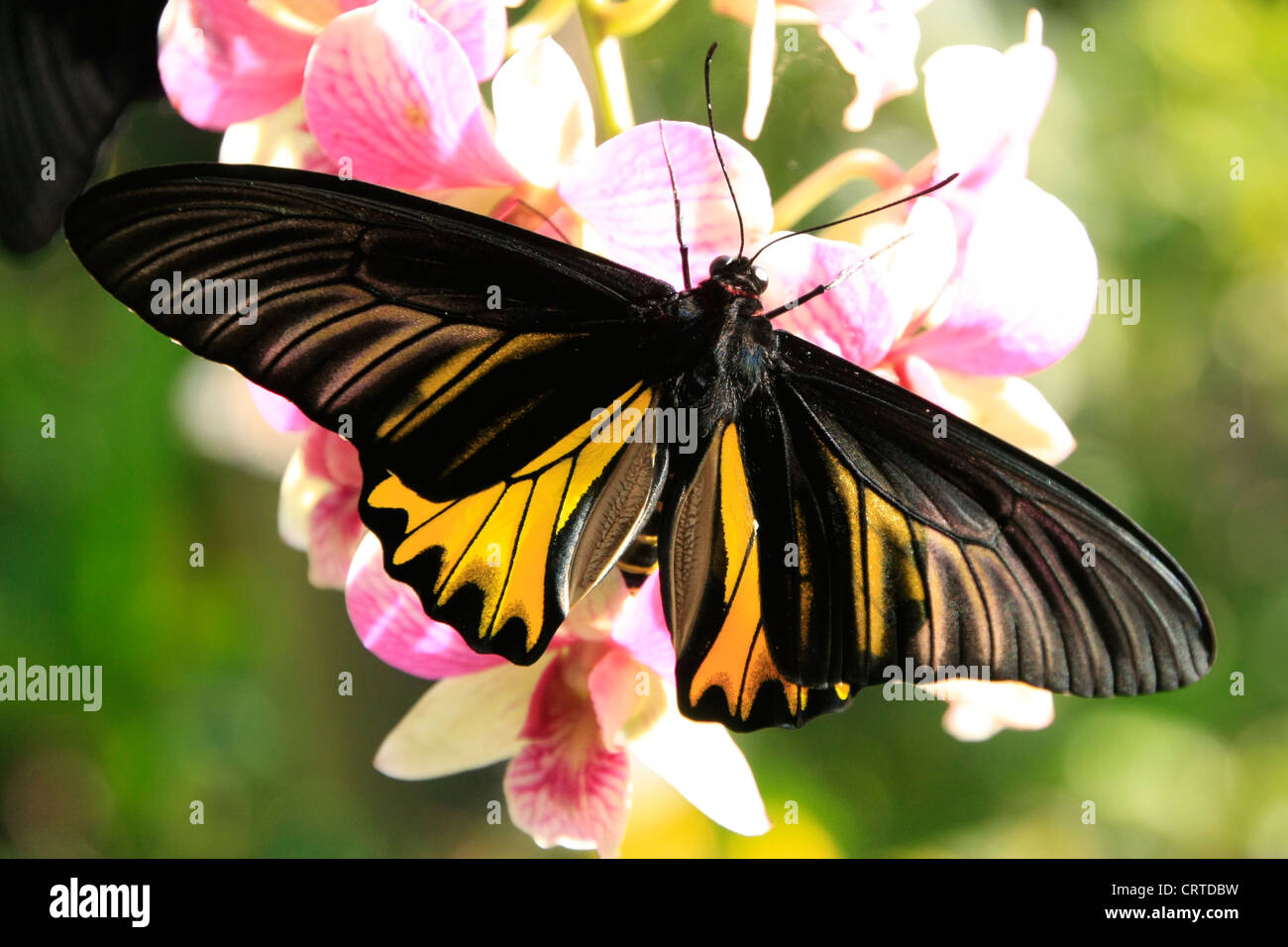 Goliath Birdwing Schmetterling (Omithoptera Goliath) auf rosa Orchidee blüht Stockfoto