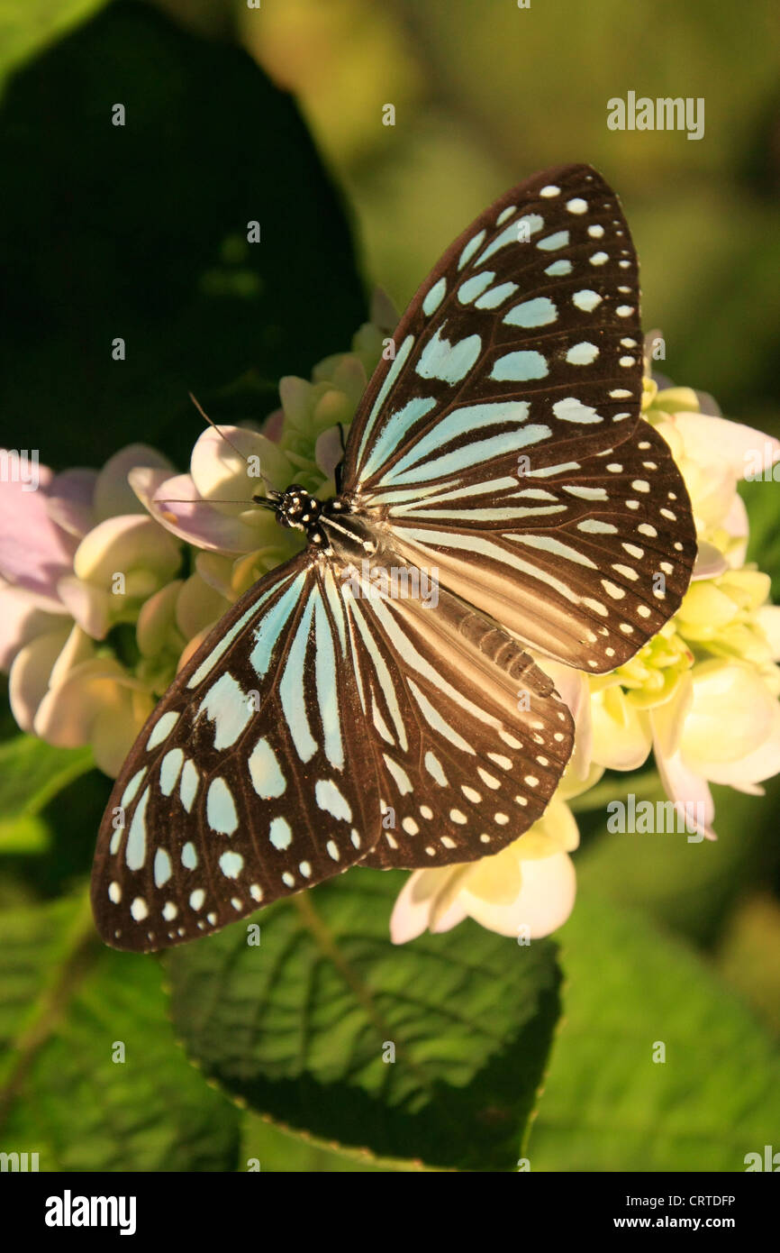 Dunklen Gläsern Tiger Schmetterling (Parantica Agleoides) auf gelben Blüten Stockfoto