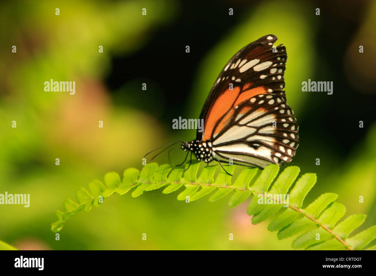 Schwarz geädert Tiger Schmetterling (Danaus Melanippus) auf ein Farn Stockfoto