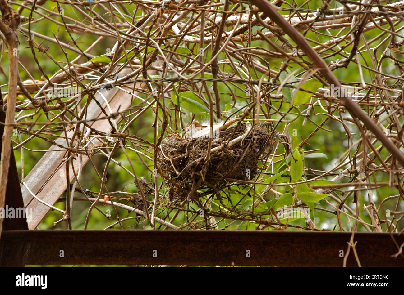 Vögel nisten Feature in den Stacheldraht Zäune in der stillen Zeit: DMZ verbotene Garten am RHS Chelsea Flower Show 2012 Stockfoto