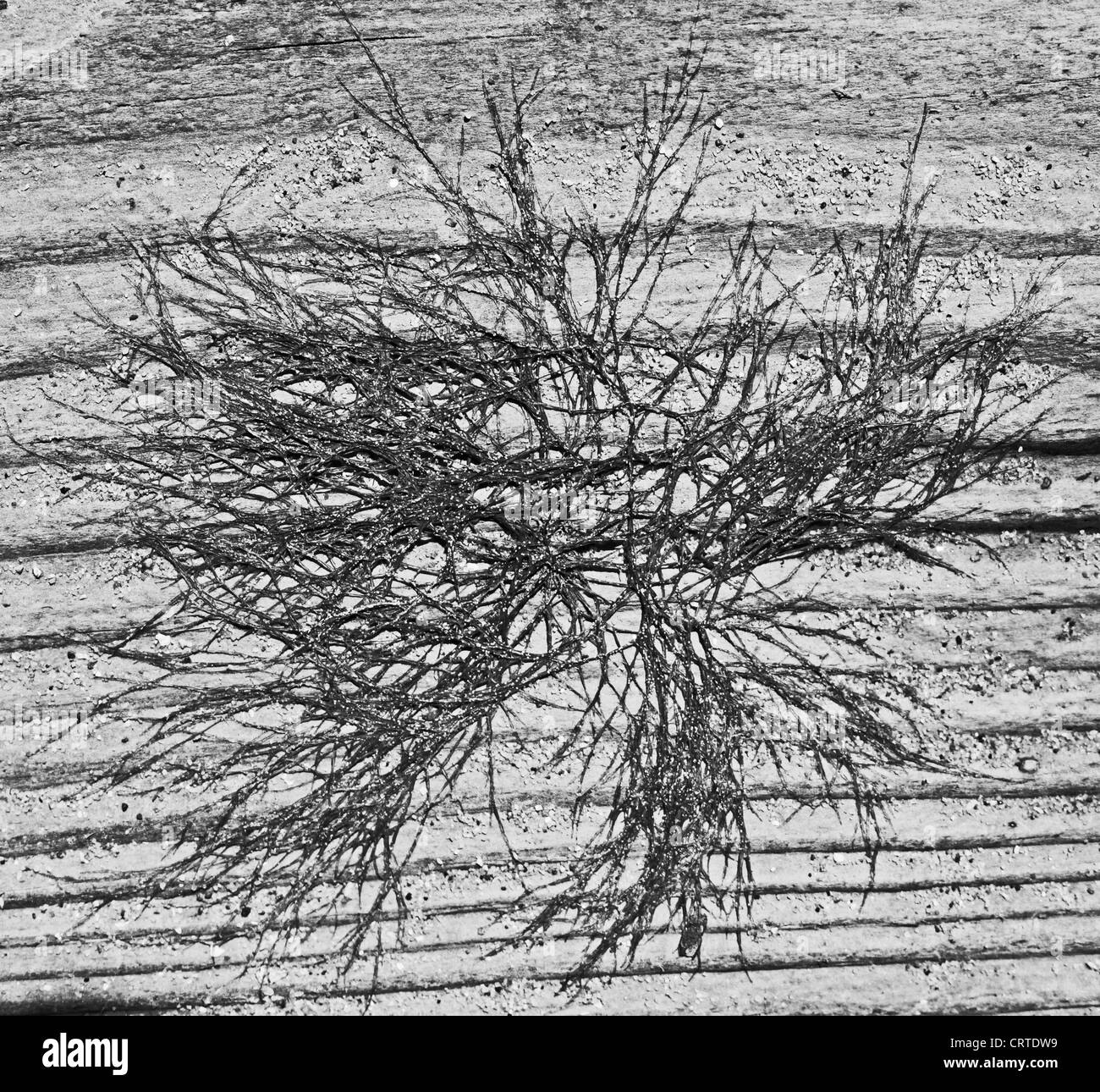 Monochromed Bild von Algen getrocknet auf Treibholz Stockfoto