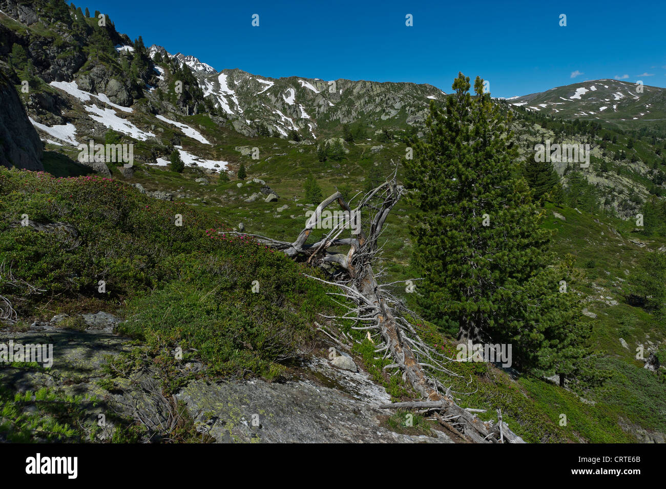 Alpine Rasen, Aostatal, Italien Stockfoto