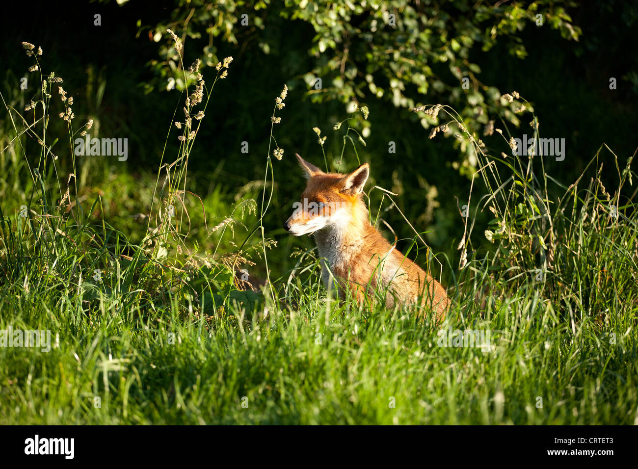 Europäischer roter Fuchs Stockfoto