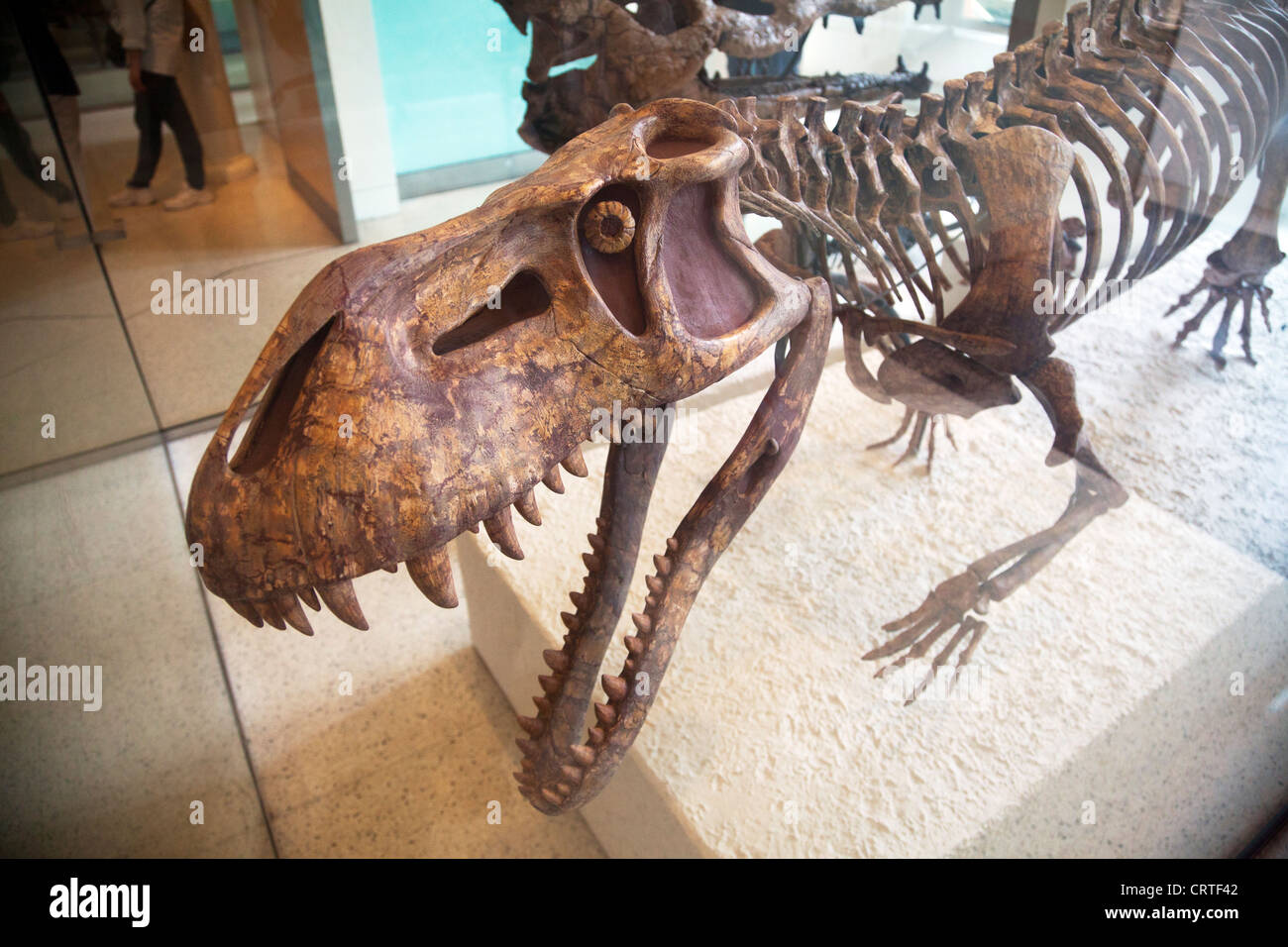 Natural History Museum New York City Skelett Dinosaurier Abschnitt vollständige Skelette von prähistorischen Tieren Stockfoto