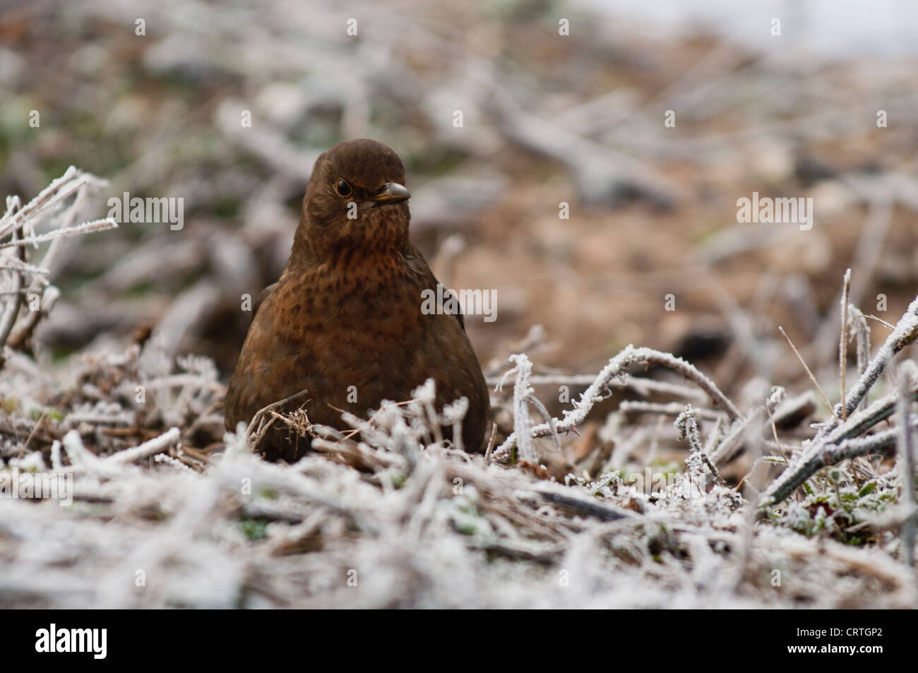 Amsel (Turdus Merula) weiblich in Frost. Stockfoto