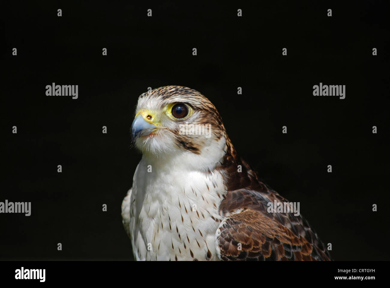 ein Erwachsener weiblicher Prairie falcon Stockfoto