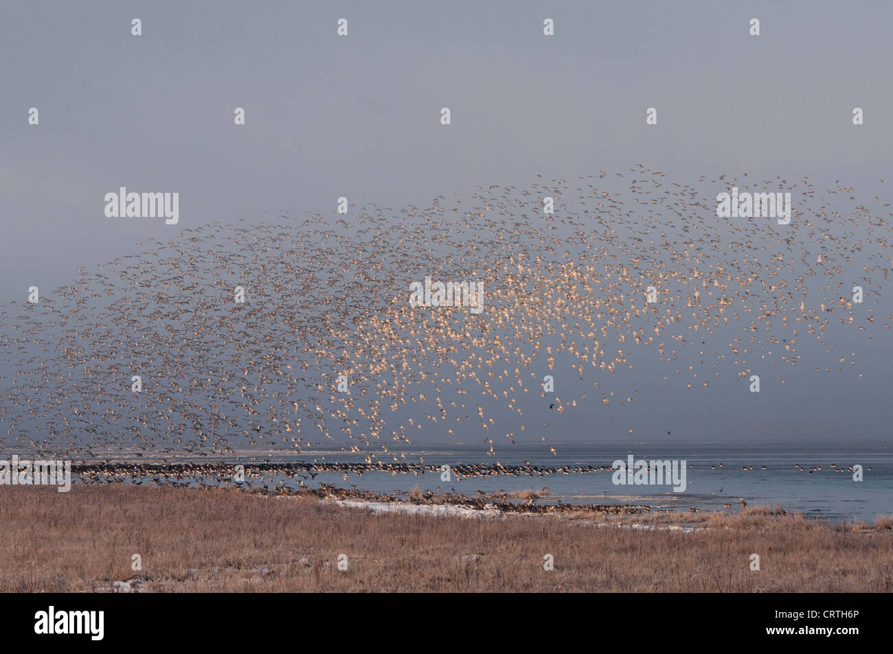 Wolke aus roten Knoten (Calidris Canutus) über die Wash Stockfoto